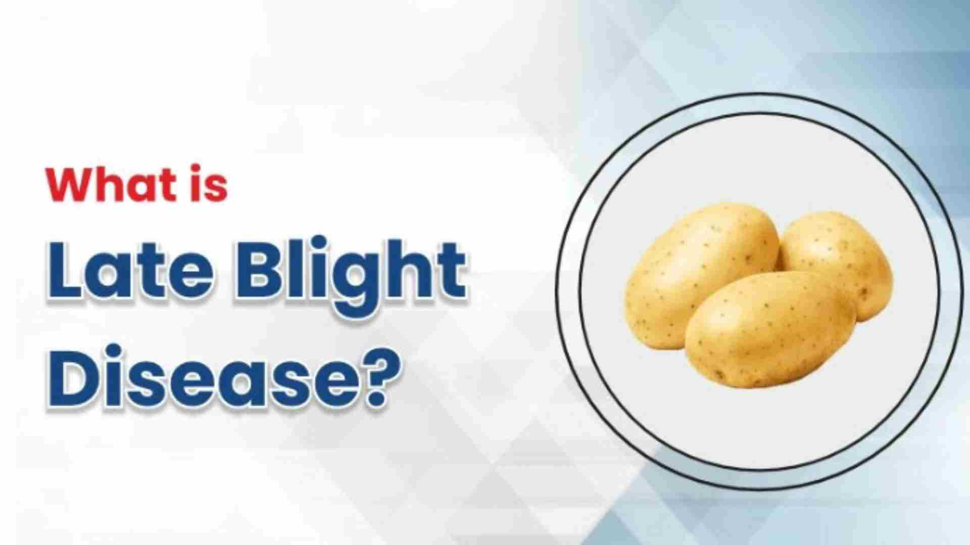 Late Blight Disease in Potato: Understanding & Management