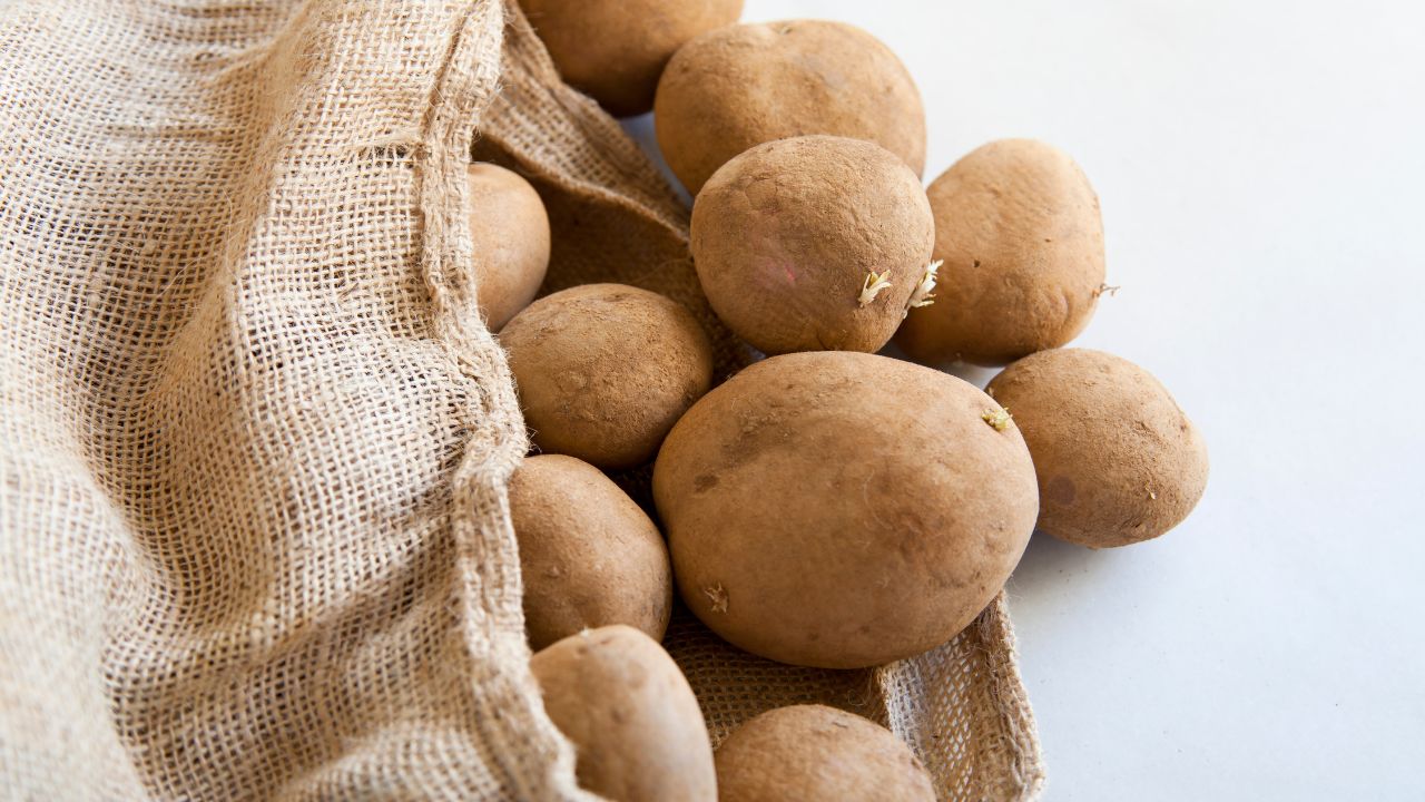 Reliable procurement networks for potato processors — verified suppliers across producing regions feeding a chips, fries and frozen processing line