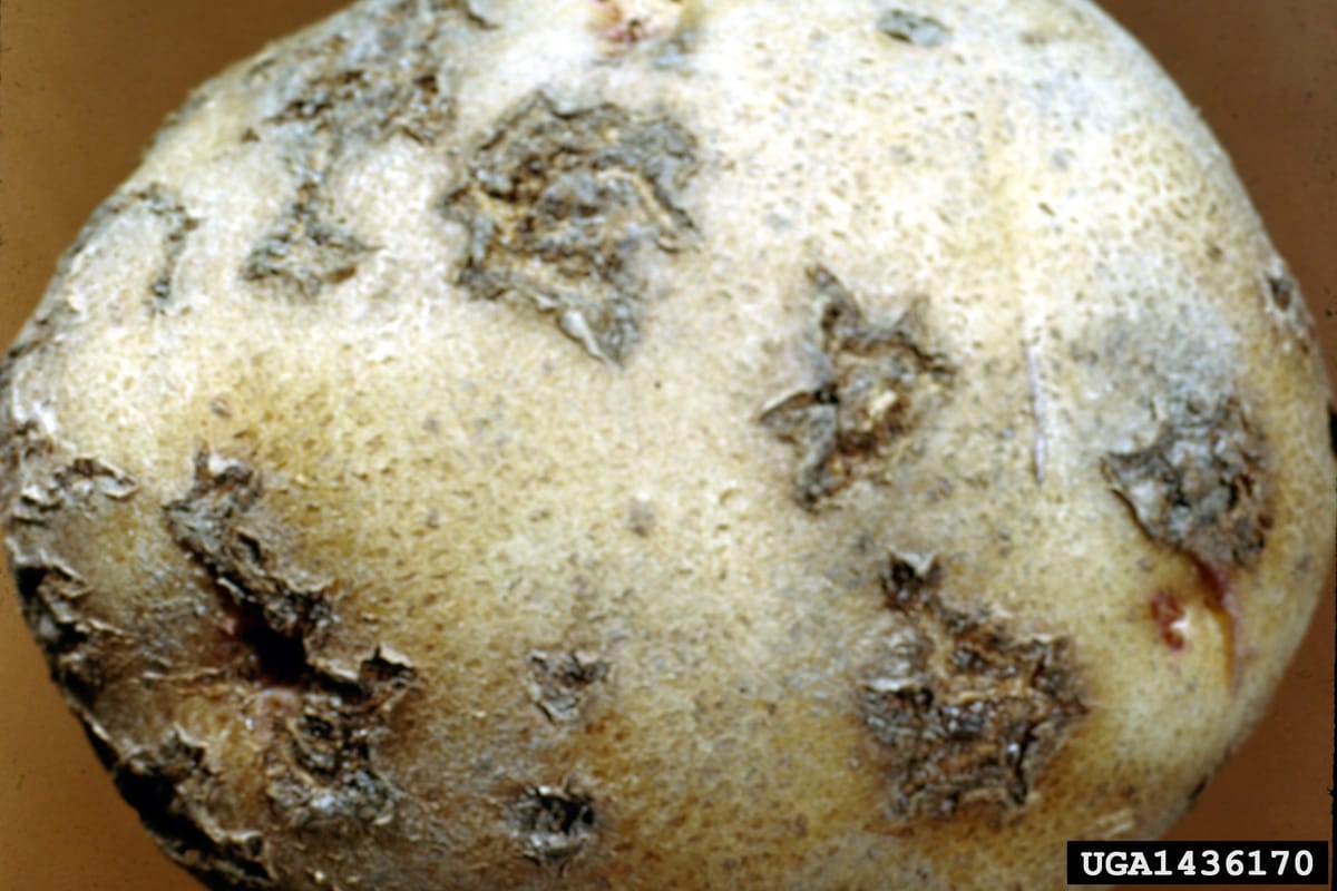 आलू सामान्य पपड़ी (Common scab) — कंद की कॉर्क-दार खुरदरी पपड़ी, Streptomyces scabies