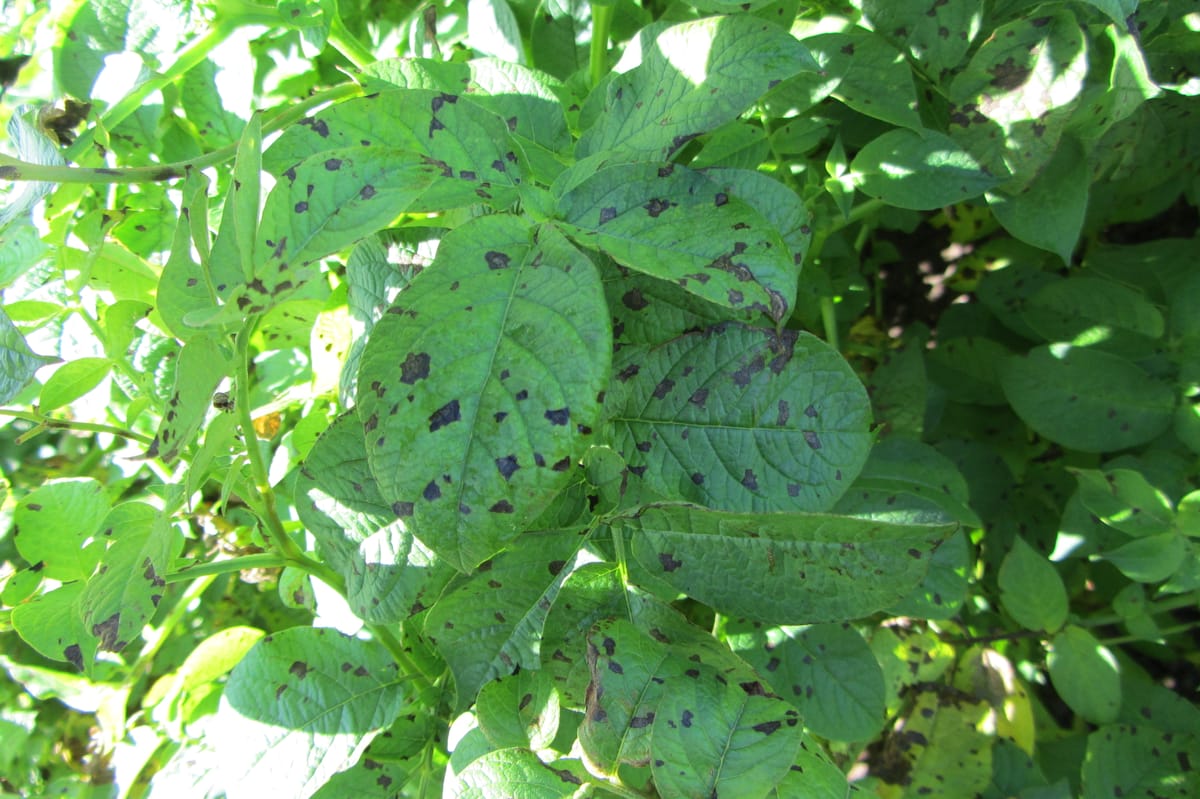 आलू अगेती झुलसा — पत्ती पर concentric rings वाले target-spot धब्बे (Alternaria solani)