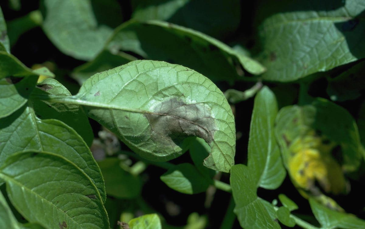 आलू पिछेती झुलसा का बढ़ता प्रकोप — पत्ती पर भूरे रोग धब्बे (Phytophthora infestans, ICAR-CPRI)