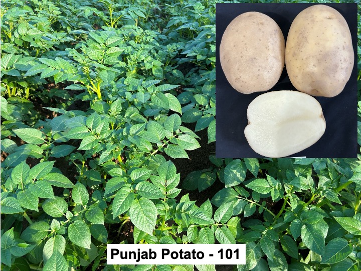 पंजाब पोटैटो 101 — खेत में फ़सल और कंद
