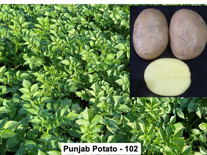 पंजाब पोटैटो 102 — खेत में फ़सल और कंद