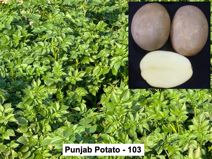 पंजाब पोटैटो 103 — खेत में फ़सल और कंद