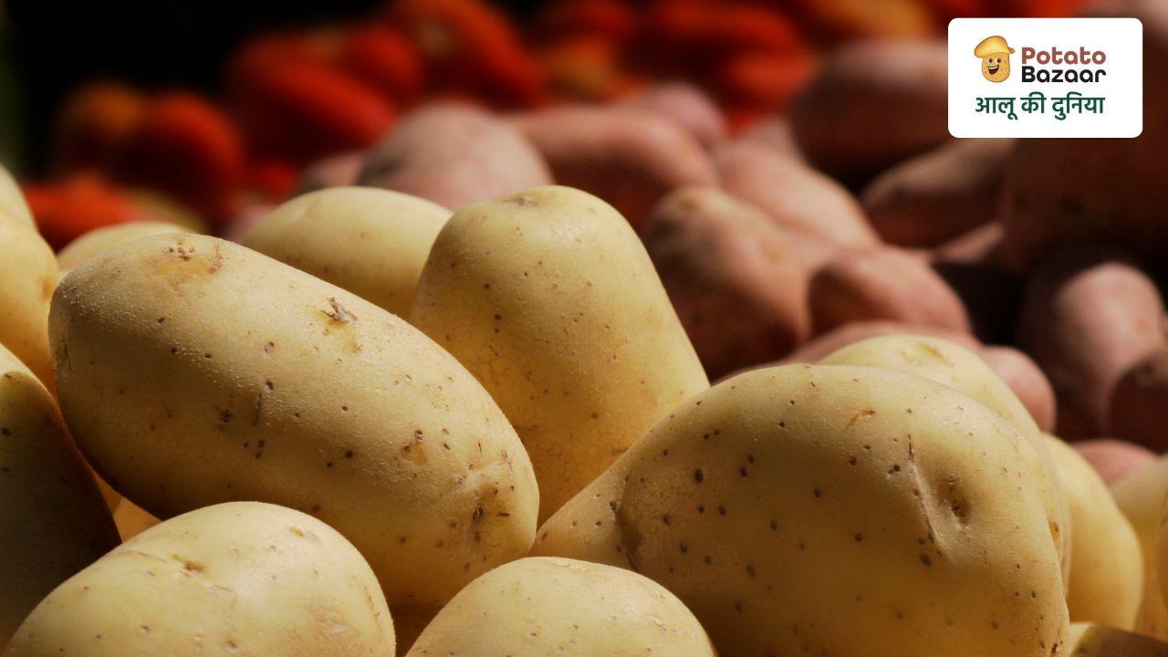 Decoding potato seasonality — historical price and arrival data across the Indian potato marketing season