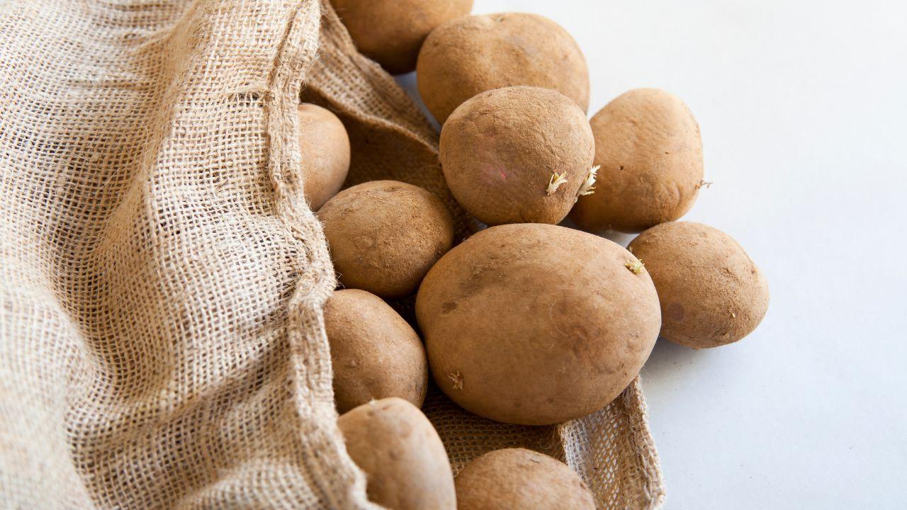Reliable procurement networks for potato processors — verified suppliers across producing regions feeding a chips, fries and frozen processing line