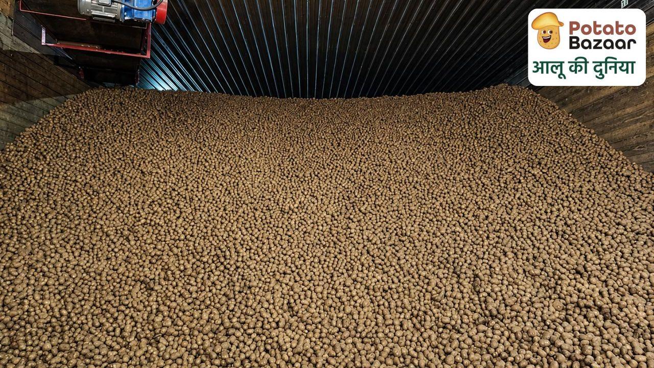 A bulk pile of harvested potatoes filling a cold storage warehouse, representing stock awaiting a release-timing decision