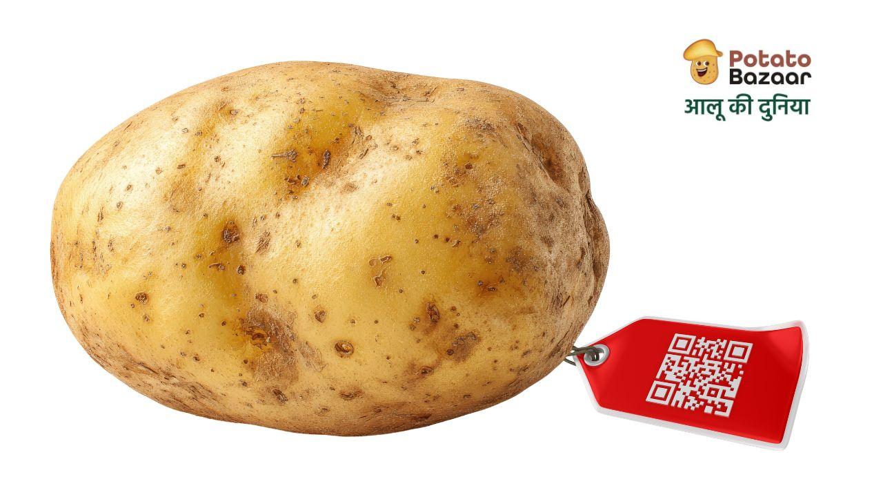 A potato tagged with a QR-code listing label and Potato Bazaar branding, representing a discoverable business listing for the potato industry